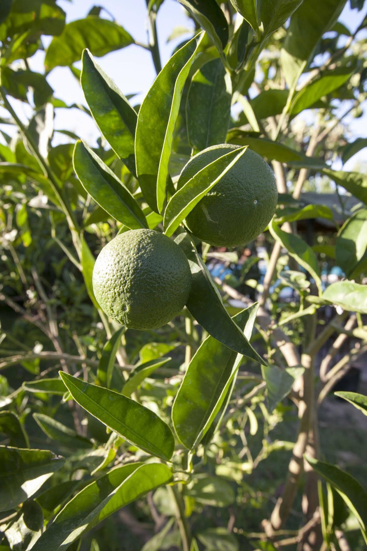 Lapida Garden Hotel Λάπηθος Εξωτερικό φωτογραφία